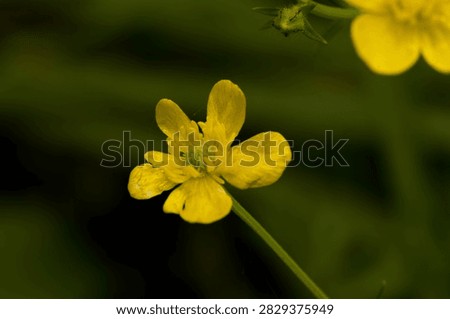 A sharp macro view of a single bright yellow meadow buttercup wildflower blooming on a slender green stem against a soft dark green background.