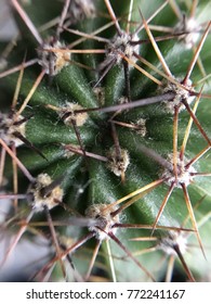 Sharp needles of cactus, serving as leaves. Decorative succulent plant