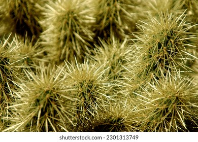Sharp Needles of Cholla Cactus 