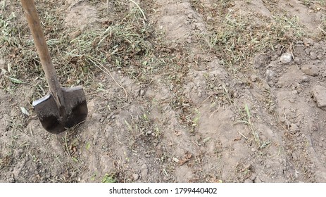 A Sharp Old Farmer's Shovel Sticks Out Of The Ground In Cultivated Agricultural Fields. Garden Village. Hard Manual Work