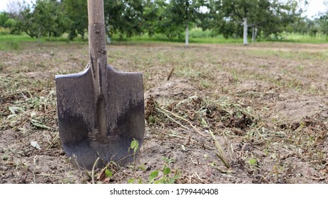 A Sharp Old Farmer's Shovel Sticks Out Of The Ground In Cultivated Agricultural Fields. Garden Village. Hard Manual Work