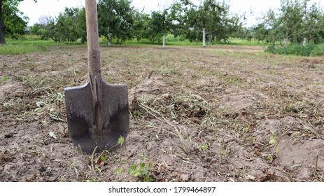 A Sharp Old Farmer's Shovel Sticks Out Of The Ground In Cultivated Agricultural Fields. Garden Village. Hard Manual Work