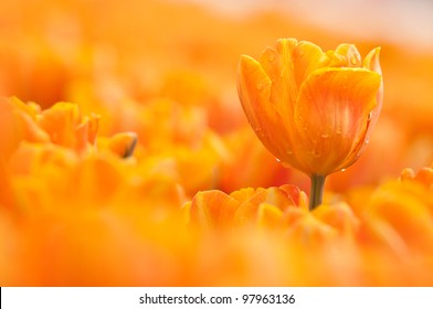 an sharp orange tulip with water drop on the blur one