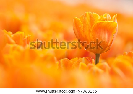 an sharp orange tulip with water drop on the blur one