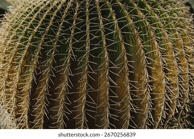 Sharp Patterns of Cactus Thorns Creating a Natural and Rugged Atmosphere