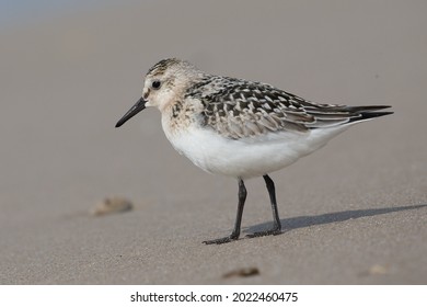 Sharp picture of individual sanderling or three-toad sandpiper Calidris alba standing on the sand