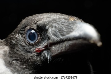 sharp and piercing gaze of a crow, close-up of a crow's eye, portrait of a bird.