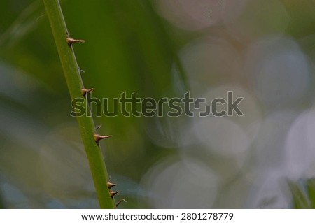 Sharp plant thorns and tree bark texture close up view creating a powerful concept of natural defense danger and protection in the wild.