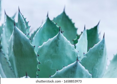 Sharp Pointed Agave Plant Leaves