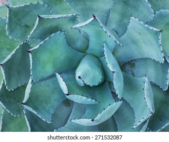 Sharp pointed agave plant leaves - Powered by Shutterstock