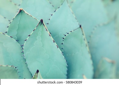 Sharp pointed agave plant leaves bunched together. 