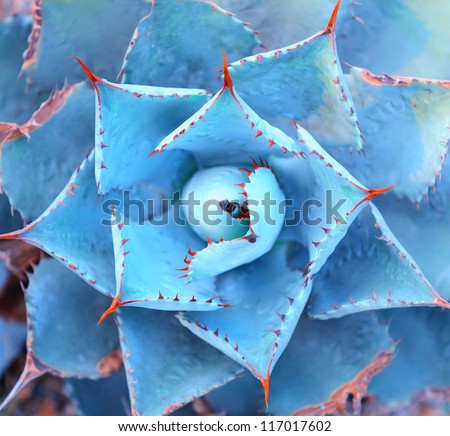 Sharp pointed agave plant leaves