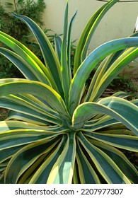 Sharp Pointy Green Yellow Plant Close Up Shoots In A Garden. Agave Plant Texture Bloom In Outdoor Garden. 