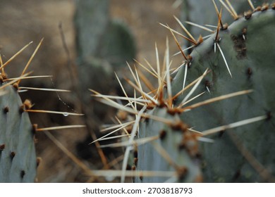 Sharp prickly pear cactus closeup in Texas winter.