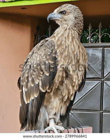 Sharp profile shot of a beautiful bird of prey perched outdoors, highlighting its intelligent eye, fierce gaze, and detailed plumage anatomy.
