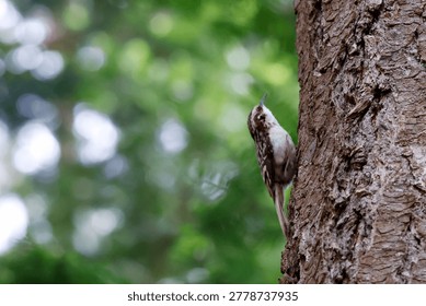 A sharp profile of a tiny Brown Creeper clinging to the rough bark of a mature tree. Its mottled brown and white plumage blends perfectly with the natural textures of the tree trunk. The bird is captured in its characteristic upright posture, using its stiff tail for support while foraging for insects.