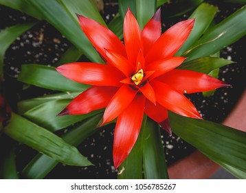 sharp red flower