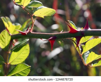 Sharp red thorn of wild rose in winter - Shutterstock ID 1244878720