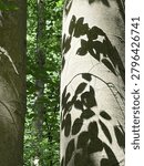 Sharp shadows of ivy leaves projected by sunlight on a white beech tree trunk.

A striking vertical photograph capturing a dramatic contrast of light and shadow in a forest. Bright summer sunlight illuminates the smooth, pale gray bark of a prominent beech tree trunk, casting crisp, dark silhouettes of climbing ivy leaves across its surface. In the background, another tree trunk and the soft, blurred green foliage of the dense woods add depth to the scene. The composition highlights the graphic, natural patterns created by sunbeams, making it an excellent conceptual background for environmental, wellness, or artistic design projects.