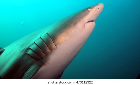 Sharp shark arrow
