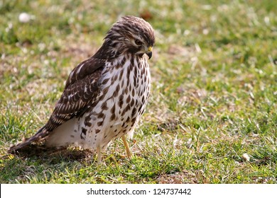 Sharp Shinned Hawk