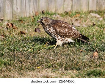 Sharp Shinned Hawk