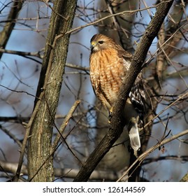 Sharp Shinned Hawk