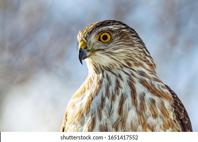 Sharp Shinned Hawk Close Up