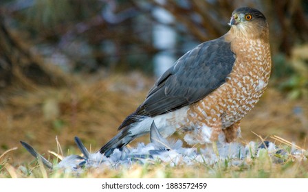 Sharp Shinned Hawk Eating A Dove