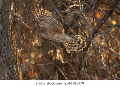 Sharp Shinned Hawk in flight