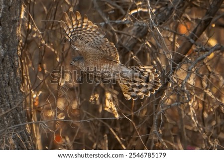 Sharp Shinned Hawk in flight