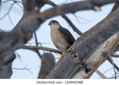 Sharp shinned hawk looking for it's next meal