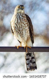 Sharp Shinned Hawk perched full body