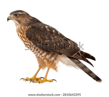 Sharp Shinned Hawk Standing Naturally Compact Bod Isolated On White Background