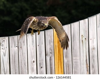 Sharp Shinned Hawk Take Off