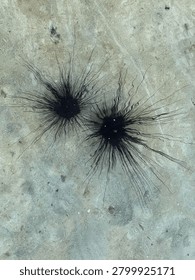 The Sharp Silhouettes Guarding the Shallows