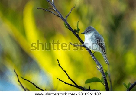 A sharp, small gray Say's Phoebe or Eastern Phoebe is perched delicately on a small brown branch against a vibrant, soft yellow and green bokeh backgr