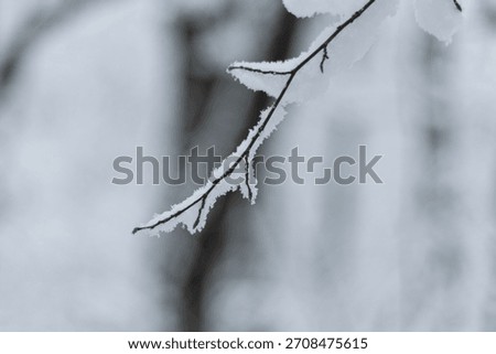 Sharp, snow-covered thin branch in front of a softly blurred white winter background.