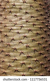 The sharp spikes of trees with texture background.
