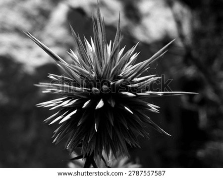 Sharp Spiky Thistle Flower Head in Black and White