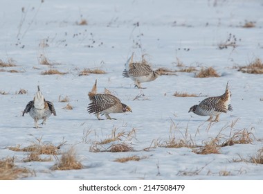 Sharp Tailed Grouse Dance In Snow