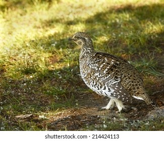 Sharp Tailed Grouse High Res Stock Images Shutterstock