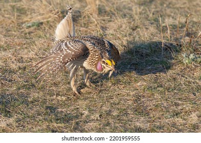 Sharp Tailed Grouse In Meadow