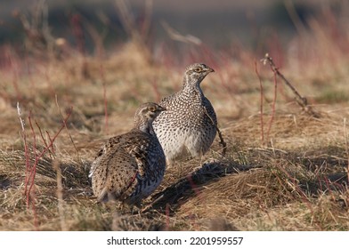 Sharp Tailed Grouse In Meadow