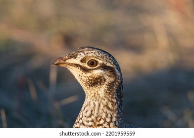 Sharp Tailed Grouse In Meadow