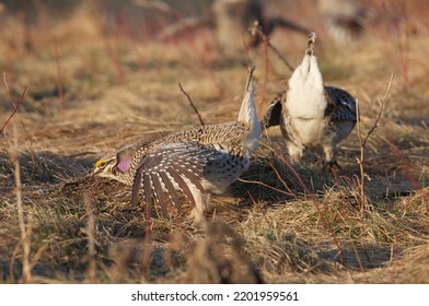 Sharp Tailed Grouse In Meadow