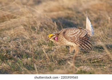 Sharp Tailed Grouse In Meadow