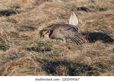 Sharp Tailed Grouse In Meadow