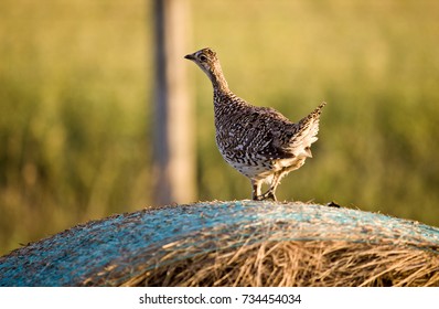 Sharp Tailed Grouse High Res Stock Images Shutterstock