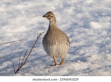 Sharp tailed grouse in the snow